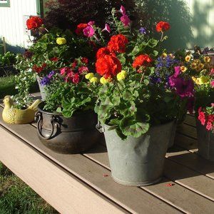 Meet your Posher, Patsy